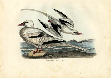 Red-Billed Tropicbird, 1863-79